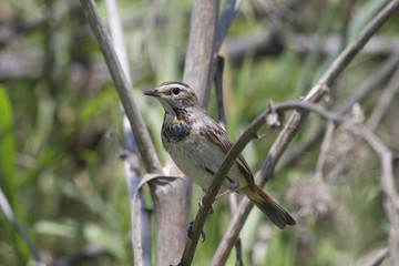 Bluethroat