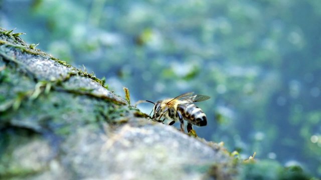 Bee taking water from watering place; closeup
