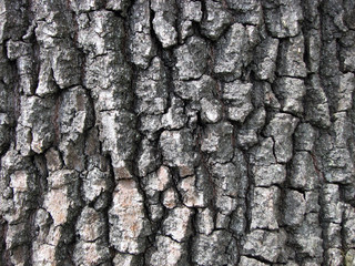 Tree bark