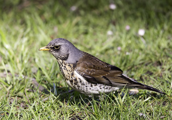 Small bird on grass