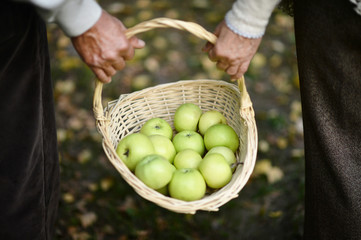 Hands holding basket with apples