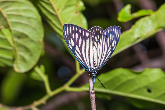 Female Drury's Jewel moth