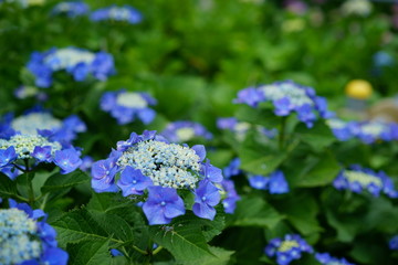 アジサイ