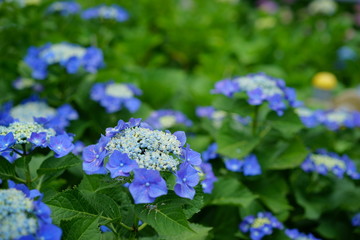 アジサイ