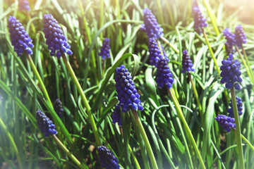 Fototapeta premium small blue hyacinth flowers