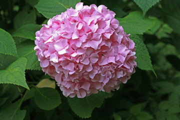 ピンクのアジサイ