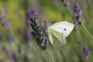 Weißer Schmetterling an Lavendel 