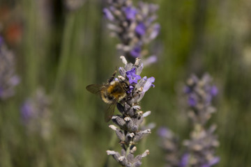 Biene an Pflanze im Garten