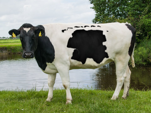 Ostfrieslandkarte auf Kuh