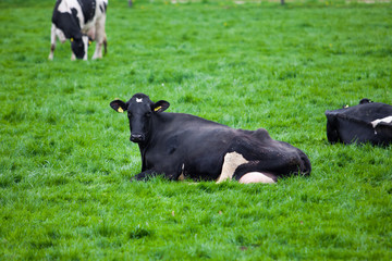 Obraz na płótnie Canvas Cow in the field