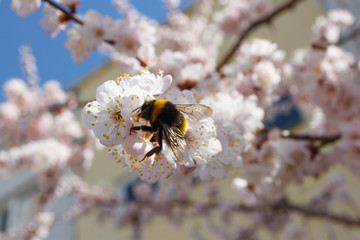 Цветущий абрикос