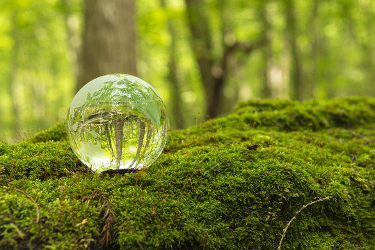 森林と透明な地球儀