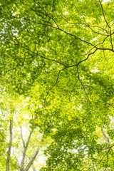 Obraz premium 新緑