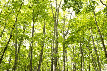 Obraz premium 新緑