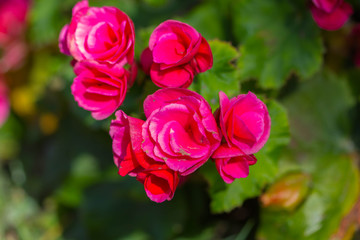 Beautiful background of flowers big begonias