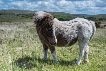 Fototapeta premium Wild ponny horse grazing in moor land