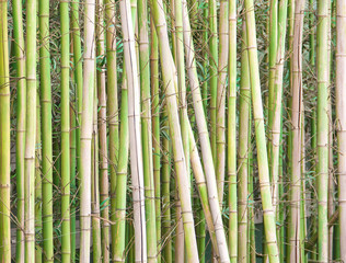 bamboo wall