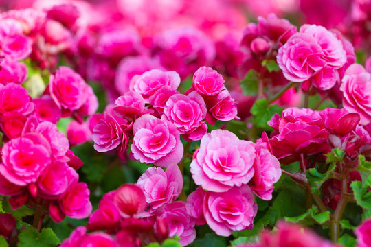 Fototapeta Beautiful background of flowers big begonias