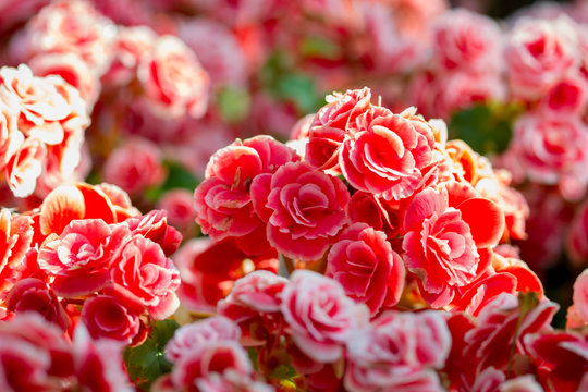 Fototapeta Beautiful background of flowers big begonias