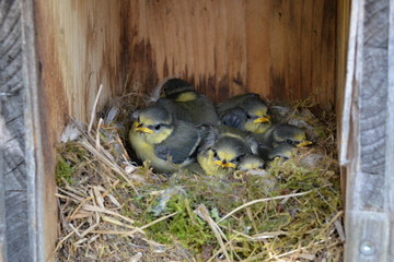 Little tomtits in a nest