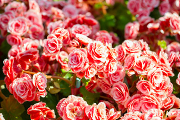 Beautiful background of flowers big begonias