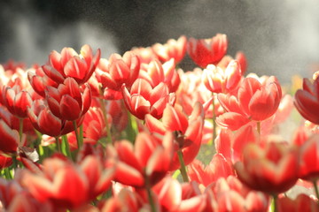 Red Tulip flowers foggy sprayed in the morning.