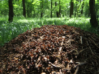 Ants in an anthill working in an oak forest. - obrazy, fototapety, plakaty