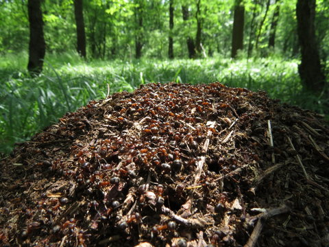 Ants In An Anthill Working In An Oak Forest.