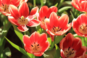 Red Tulip flowers foggy sprayed in the morning.
