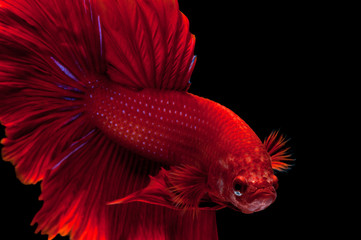 Fototapeta premium Red siamese fighting fish