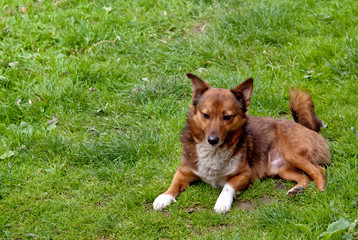 dog