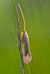 insect moth