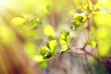 Fresh spring leaves on branch, close up