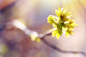 Fresh spring leaves on branch, close up