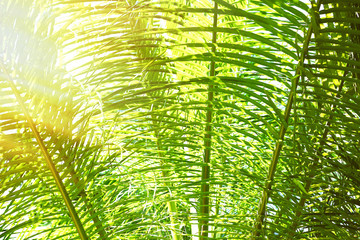 Sunlight over green palm leaves, close-up