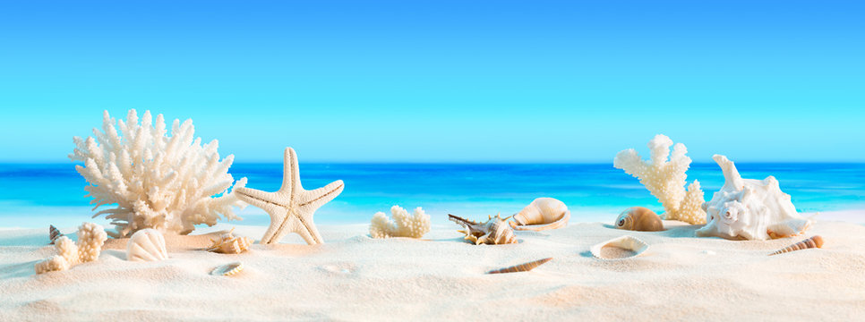 Landscape with seashells on tropical beach - summer holiday
