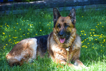 Schäferhund