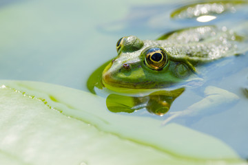 Teichfrosch