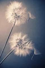 Photo sur Plexiglas Best-sellers Fleurs et plantes Deux pissenlits