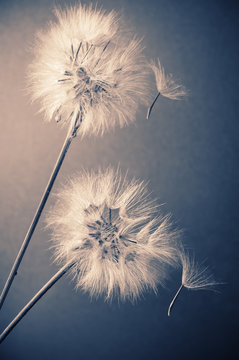 Fototapeta Two dandelions