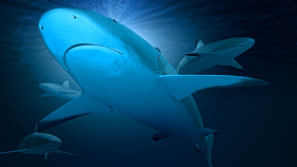 Under water sharks and light