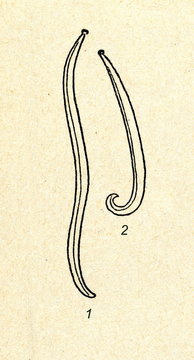 Ascaris lumbricoides: female (1), male (2)
