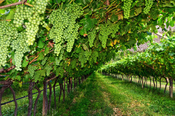 Fototapeta na wymiar vineyard on summer - Trentino, Italy
