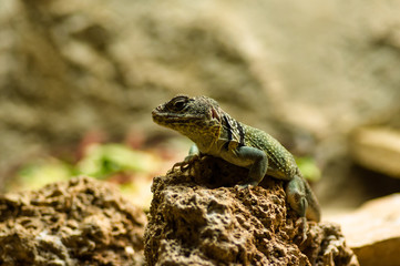 Green lizard. Green lizard resting on a rock