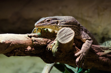 Brown lizard. Brown lizard resting on a tree