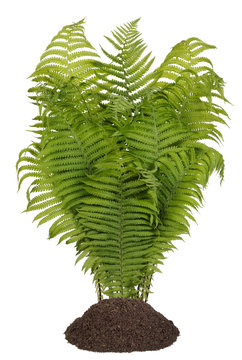Forest fern bush isolated