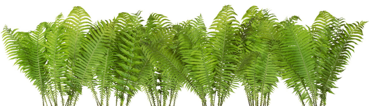 Forest wild fern isolated border