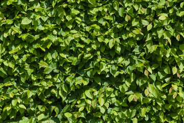 Fototapeta na wymiar Hedge (hornbeam) - green leaves wall - texture background