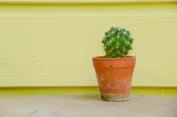 cactus background and decorated
