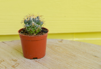 cactus background and decorated